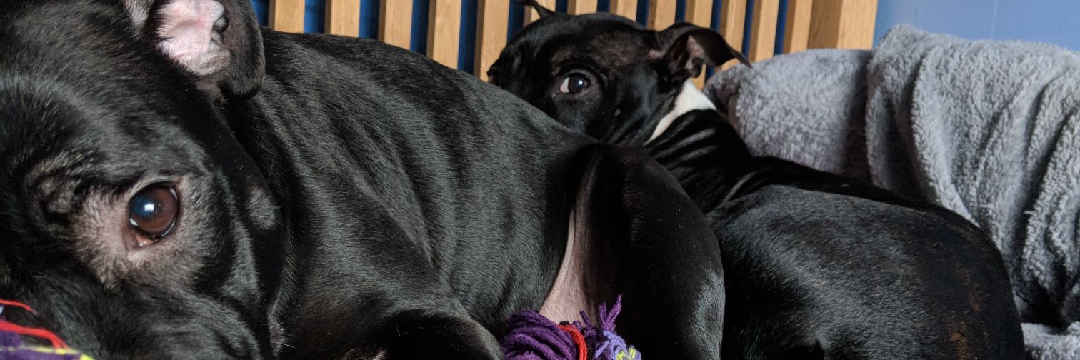 Skuslegym's profile banner image