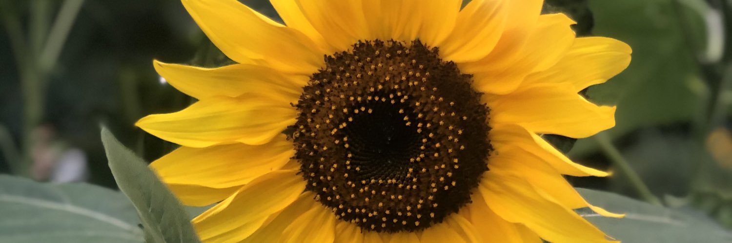 aliazzopardi's profile banner image