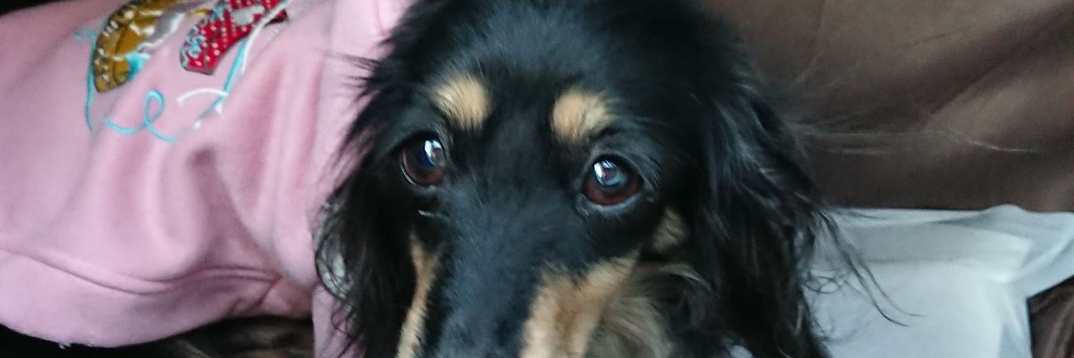 DaisyRumin's profile banner image