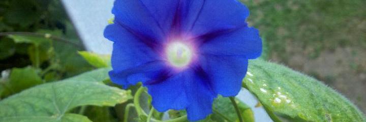 bruni_lisa's profile banner image