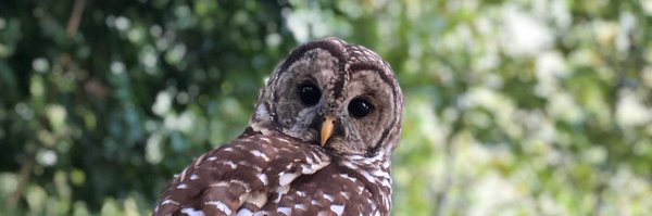 kelzwilli Profile Banner