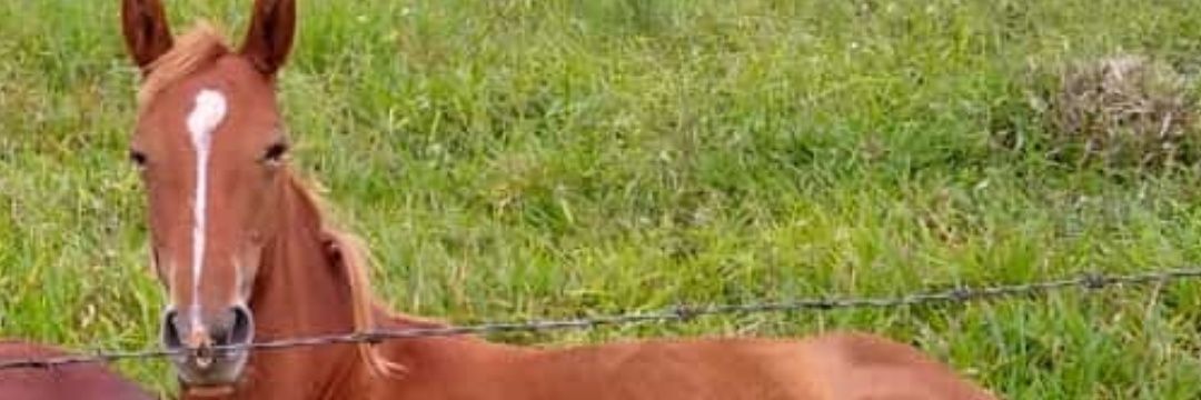JHORKN's profile banner image