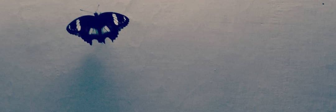 vvv banner