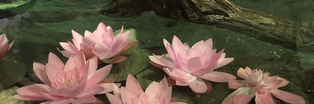 ⋆˚｡🪷⋆ ˚ ada ˚🦢⋆｡˚ ☽ ⋆ banner