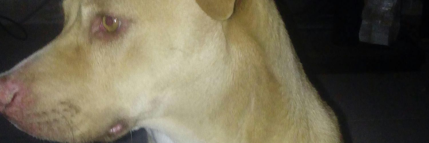 roca0027's profile banner image