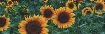 JasmRicojm1's profile banner image
