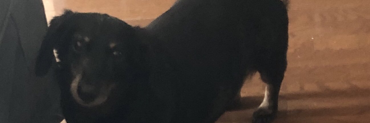 DariaAlbinger's profile banner image