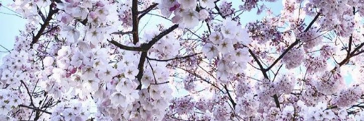 hermetic_witch's profile banner image
