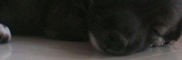 memiming2004's profile banner image