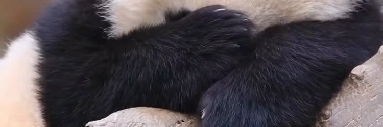 Cherryonlyloves's profile banner image