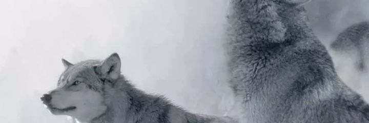 peterupojo's profile banner image