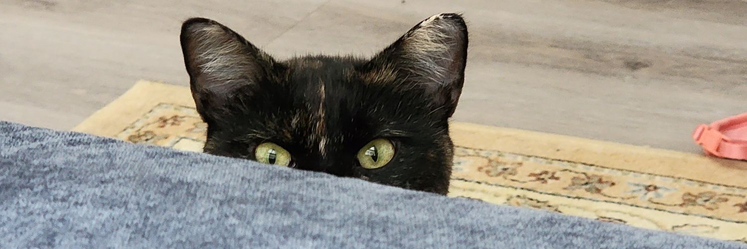 cattmcmullan's profile banner image