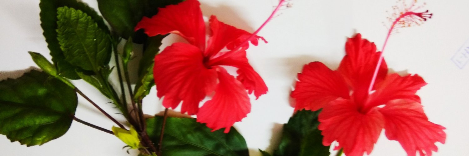 dino3879's profile banner image