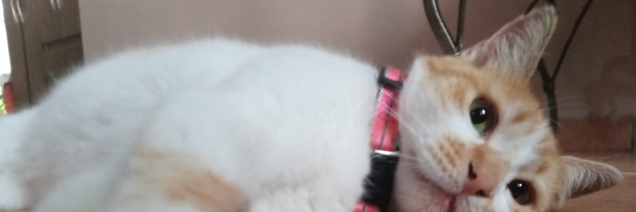 dulcedepistacho's profile banner image
