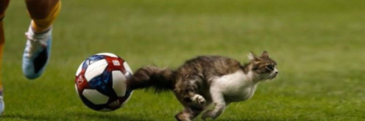Don Gato Culé 😼 banner
