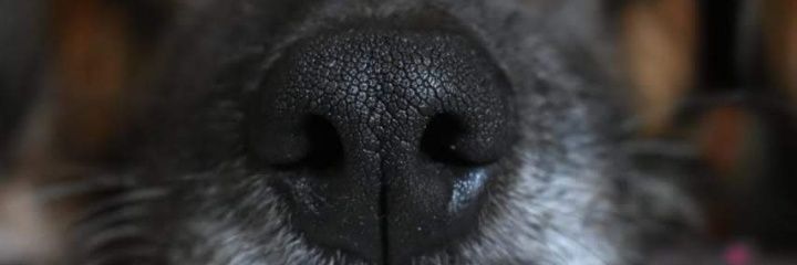 Flor_Marsula's profile banner image