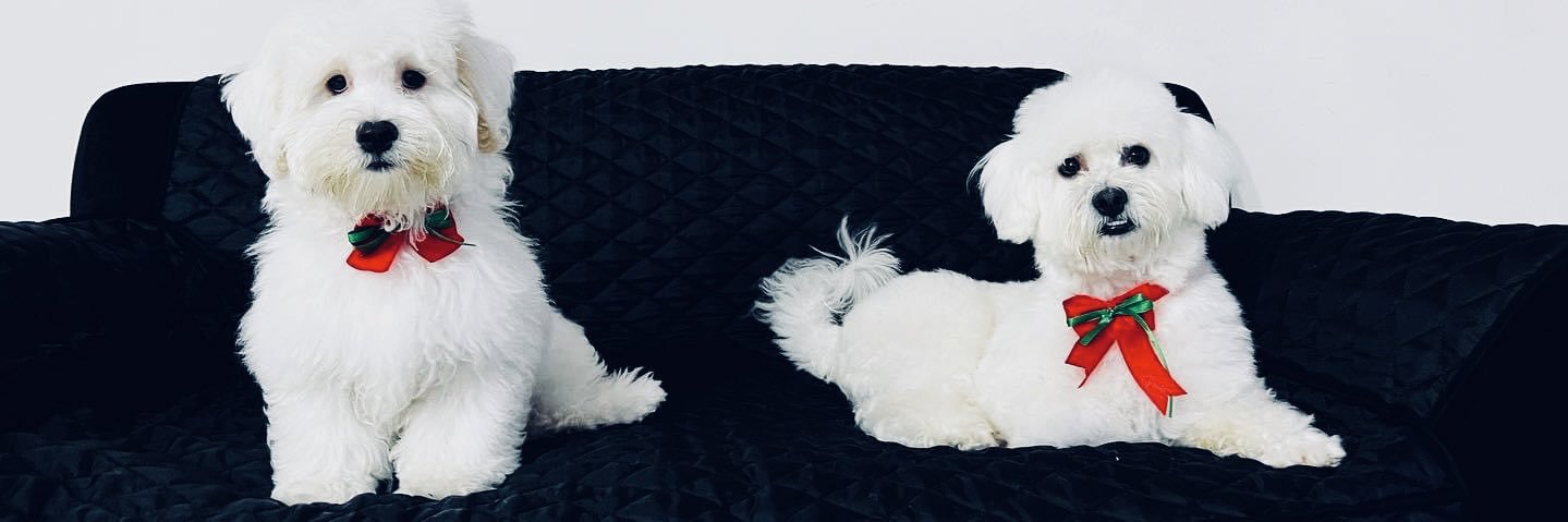 Mlurds's profile banner image