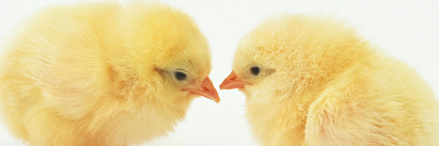 e21chicken's profile banner image