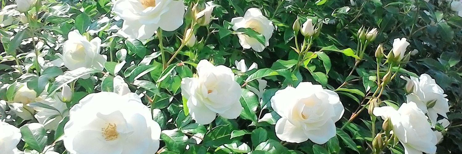 ricopono's profile banner image