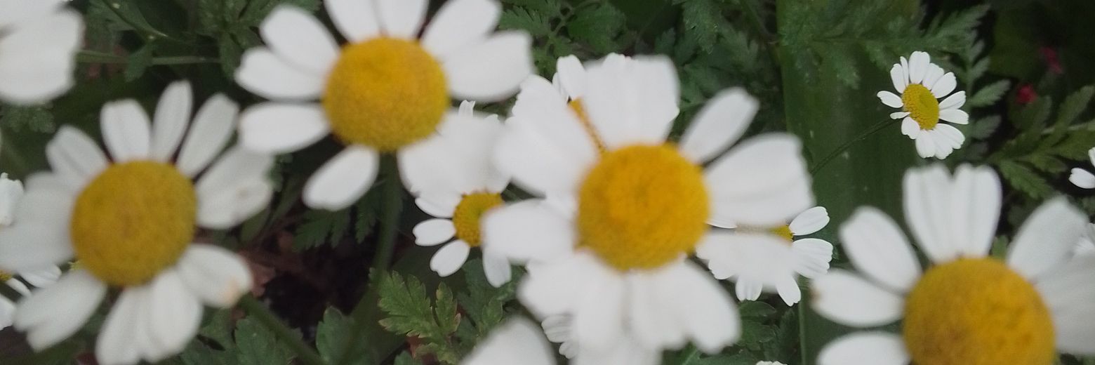 sandra911807's profile banner image