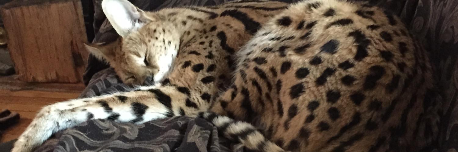 Boo The Serval banner