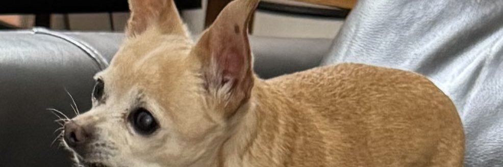 Sweeterbeee's profile banner image