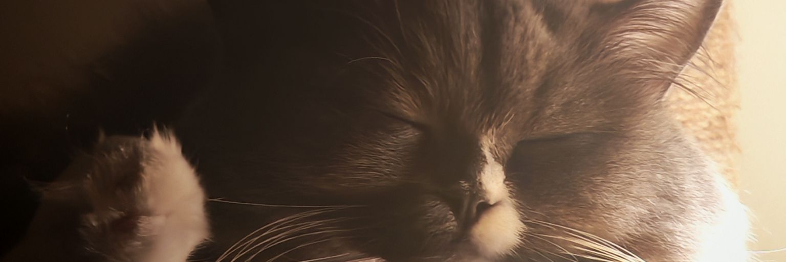 TheAC1314's profile banner image