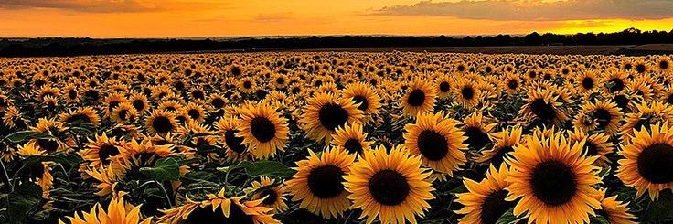 xoxojdsn's profile banner image
