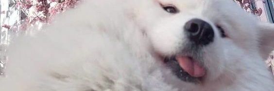 Thatforcas's profile banner image