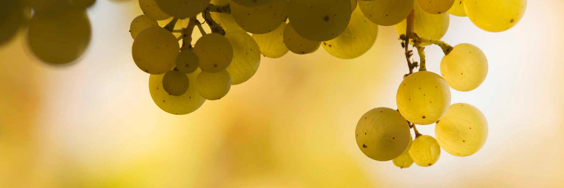 BoozeChimp's profile banner image