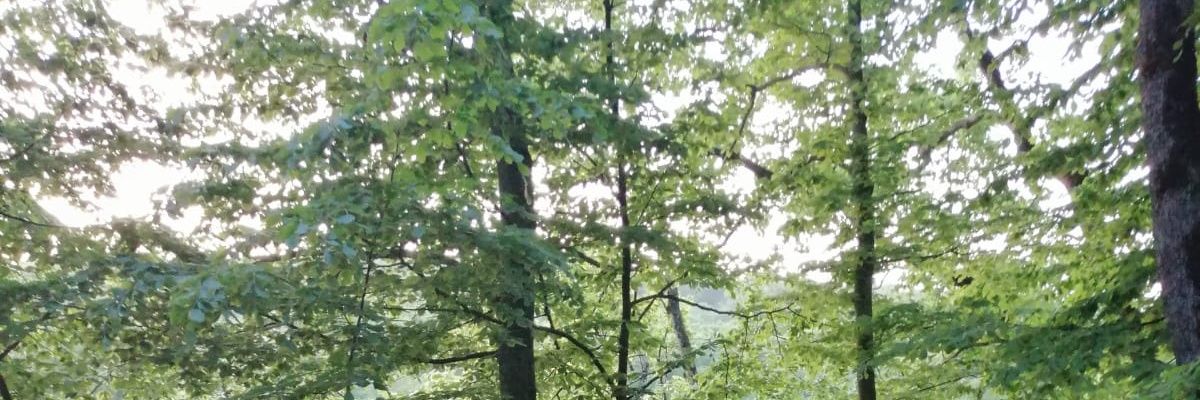 ecesra01's profile banner image
