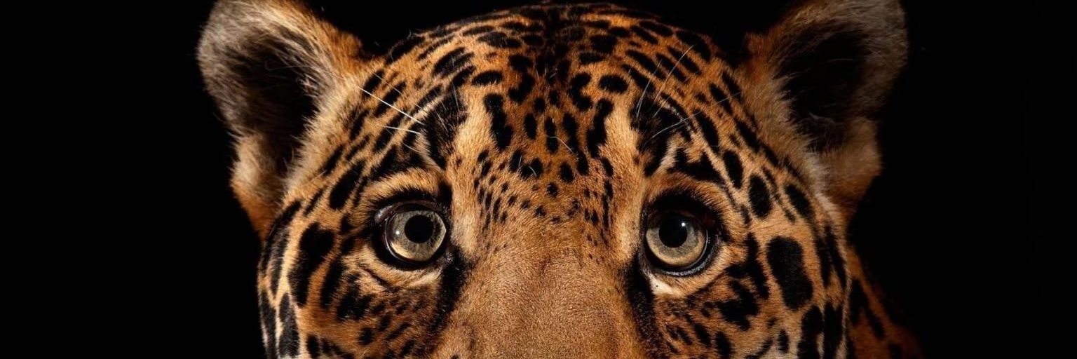 FergyCat's profile banner image