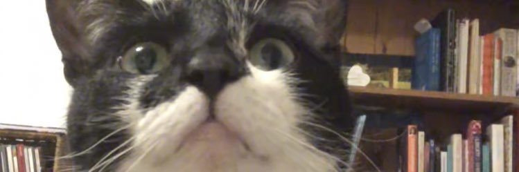 eveylish's profile banner image