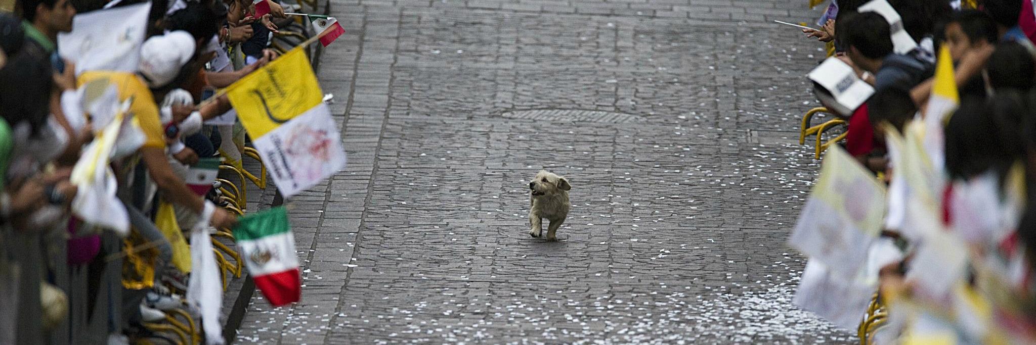 Julian Papadopulos 😒🇬🇷 banner