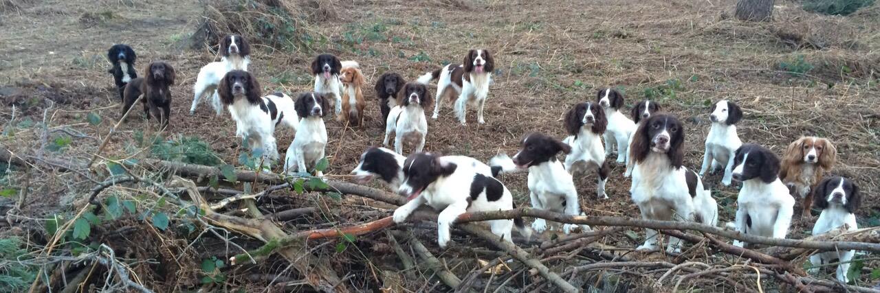TGundogs's profile banner image