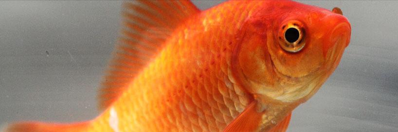GGoldfish's profile banner image