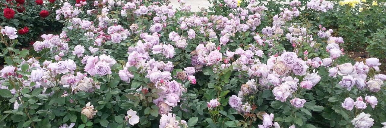 Prof.Dr.PervinSomer banner