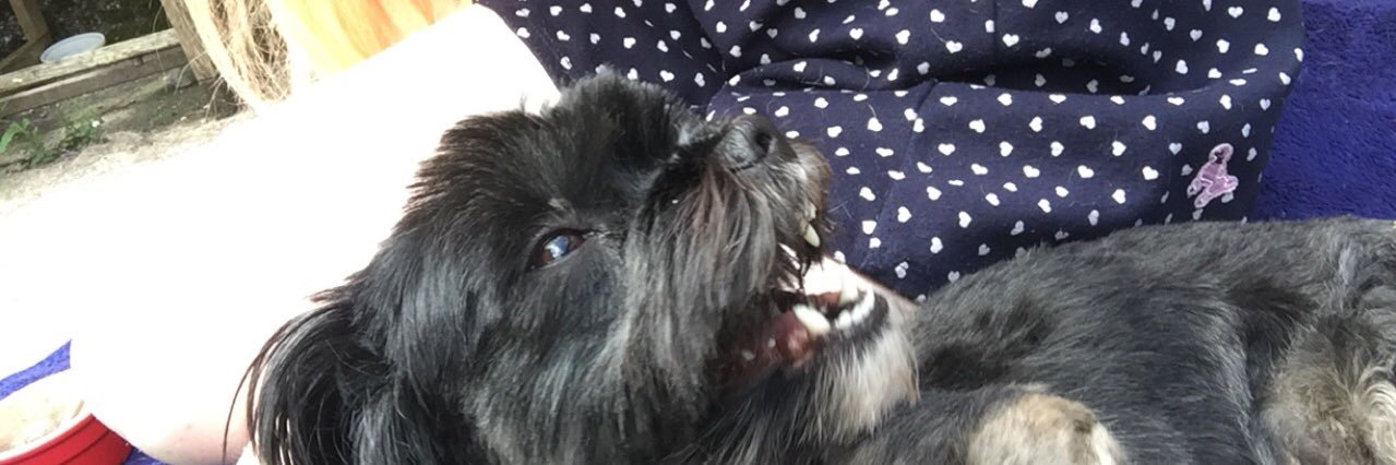 DeggiFizzy's profile banner image