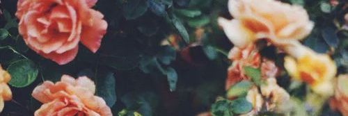 HopeJosefin's profile banner image