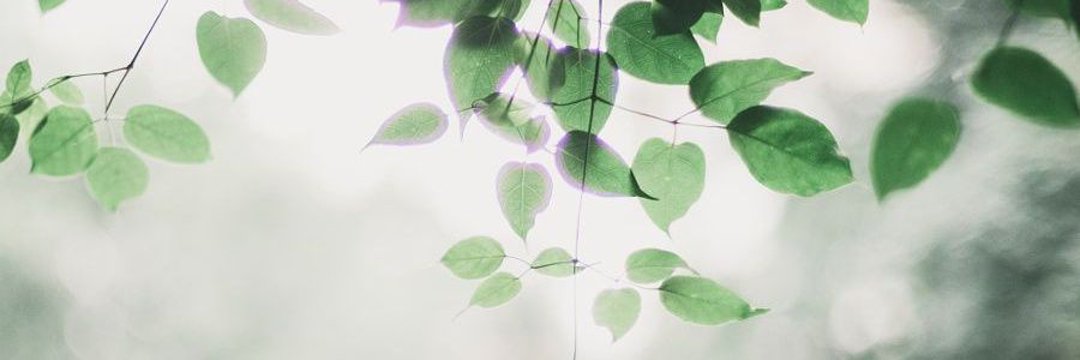 Mehtaphalime's profile banner image
