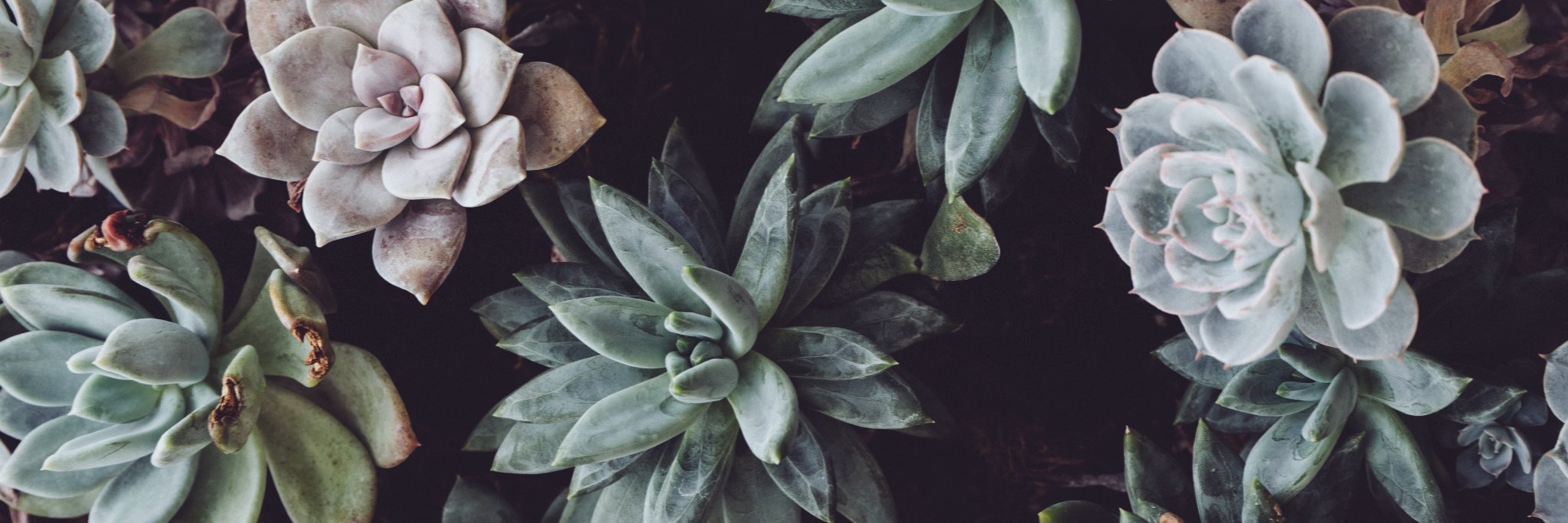 ShesAllNat's profile banner image