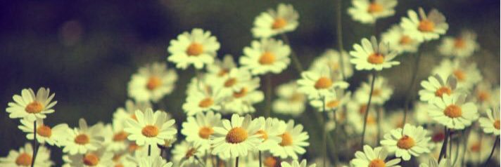 THEEkaraline's profile banner image