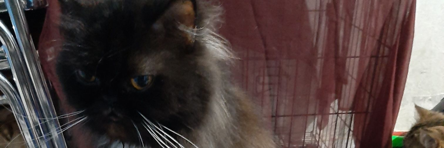 brata_mys's profile banner image