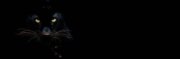 WattsCyle's profile banner image