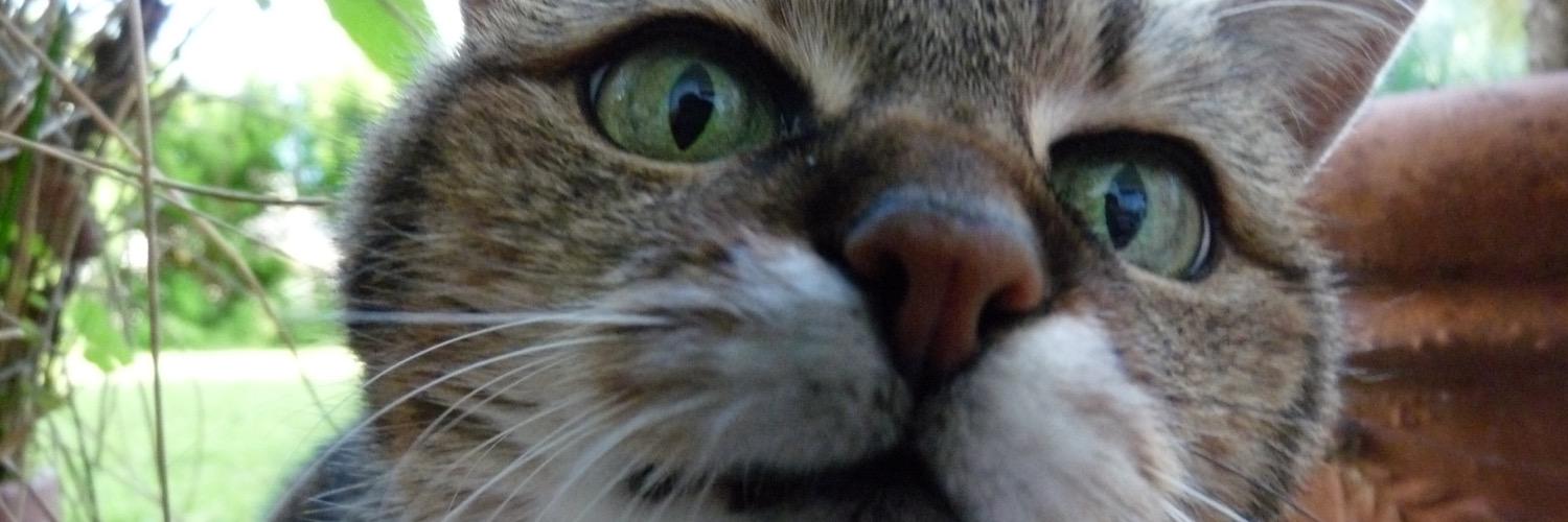 Rockprincess91's profile banner image