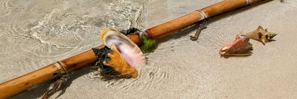 silviacavi Profile Banner