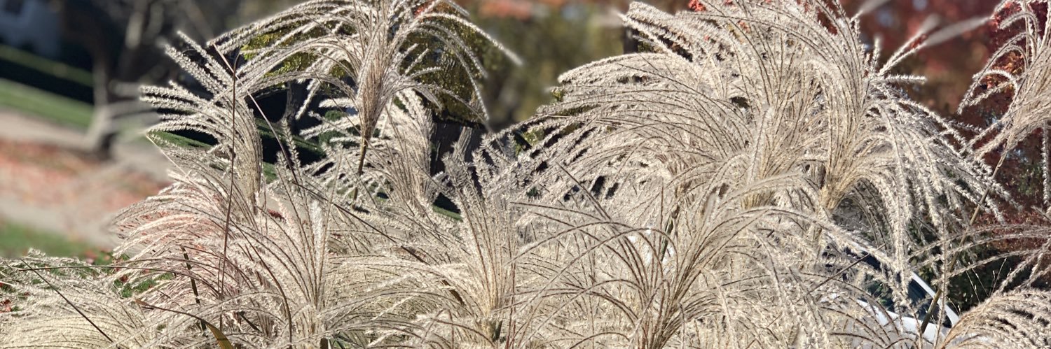 OhSusannah5's profile banner image