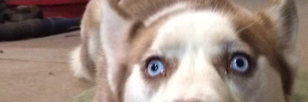iMaddog9's profile banner image