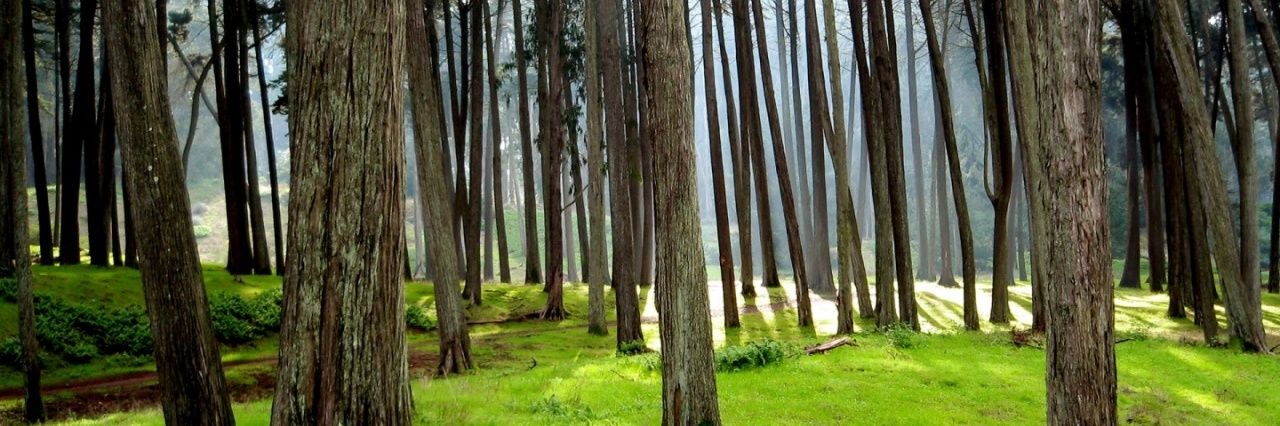 DieWithNature's profile banner image