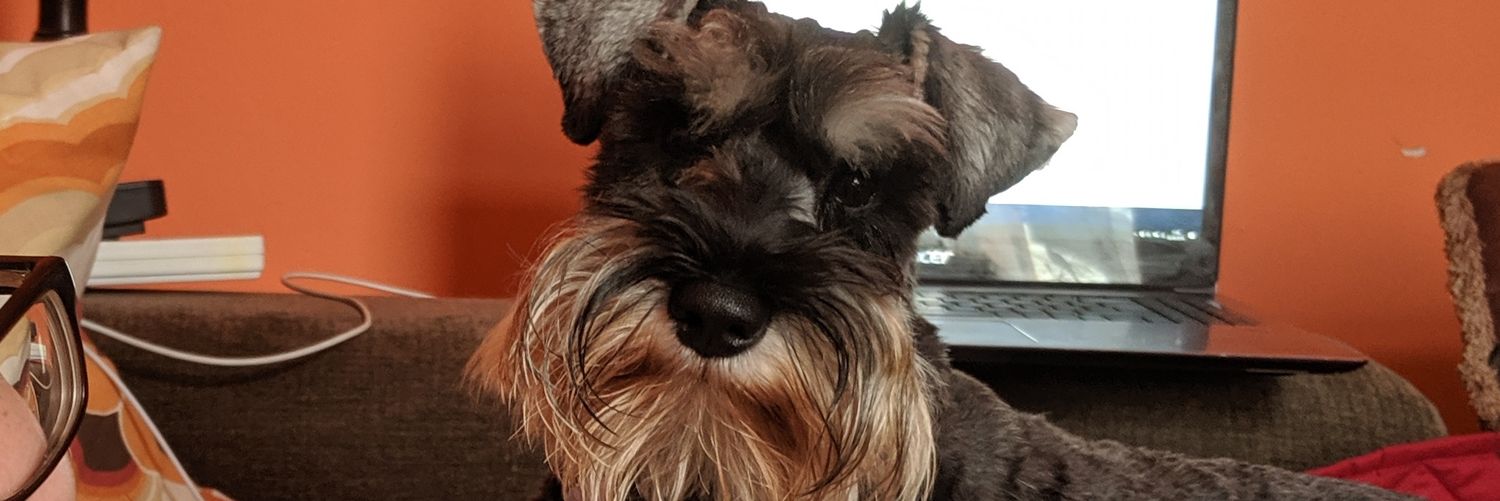 GriseldaPfeffer's profile banner image